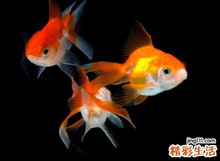 梦见猫吃鱼好吗，做梦梦到猫吃鱼好不好