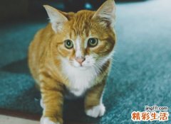 梦见猫是什么意思，男人做梦梦见猫