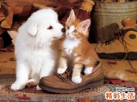 梦见猫是什么意思，男人做梦梦见猫