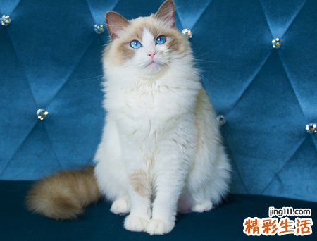 梦见猫说话好吗，梦到猫爬到房顶和我说话