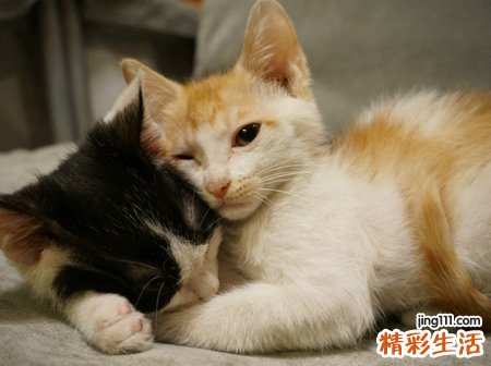 梦见很多猫有什么预兆，女人梦见一群猫