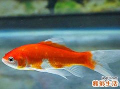 梦见金鱼好吗，梦到捞鱼捞到一条很大的金鱼