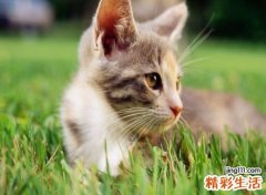梦见猫追我好不好，女人梦见被猫追着咬