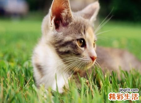 梦见猫追我好不好，女人梦见被猫追着咬