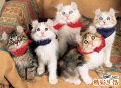 梦见很多猫好不好，做梦梦到家里突然多了好多猫