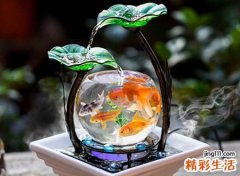 小鱼缸放在家里哪个位置好