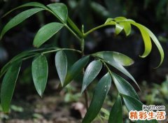 竹柏树与风水学有关系吗