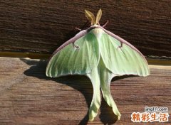 家中有飞蛾预兆好事吗