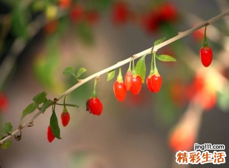 阴女金四局是什么命
