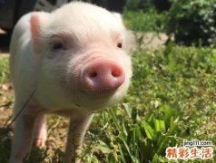 梦见杀猪见血有什么预兆，做梦梦到杀猪鲜血直流