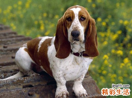 梦见狗是什么意思，做梦梦到狗是什么预兆