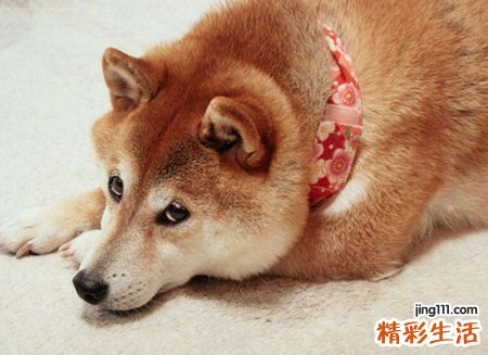 梦见狗屎有什么预兆，女人梦见清理狗屎