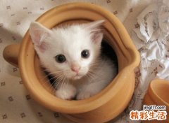 习惯孤单的长网名，关于孤单的伤感昵称