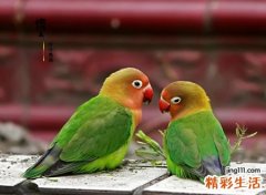 养牡丹鹦鹉对风水好吗