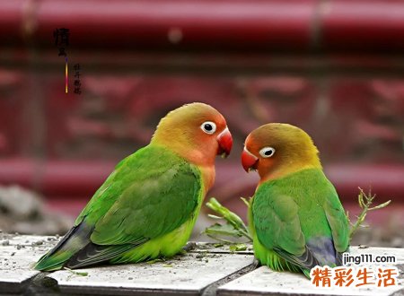 养牡丹鹦鹉对风水好吗