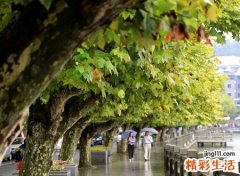 梧桐树在风水中的讲究