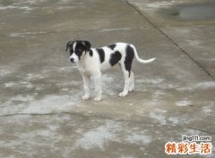 梦见狗咬是什么意思，做梦梦到狗咬自己腿