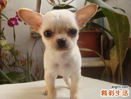 梦见狗吃屎好吗，做梦梦到狗在吃自己拉的屎