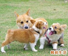 梦见狗有什么预兆，女人梦到狗是胎梦吗