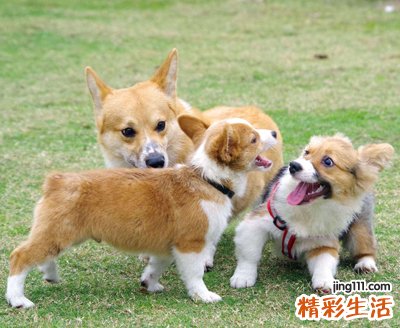 梦见狗有什么预兆，女人梦到狗是胎梦吗