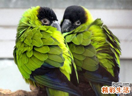 属牛的为什么不能配猴