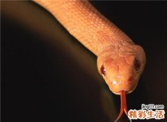 梦见把蛇打死好不好，已婚女人梦见把蛇打死了