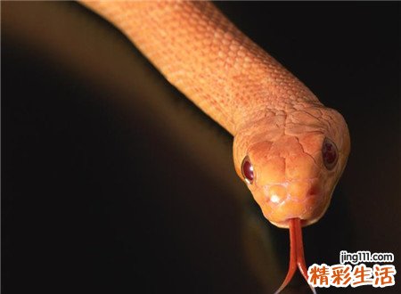 梦见把蛇打死好不好，已婚女人梦见把蛇打死了