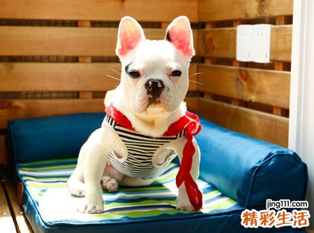 梦见狗拉屎有什么预兆，做梦梦到狗在我眼前拉屎
