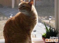半夜猫叫有预兆真的吗