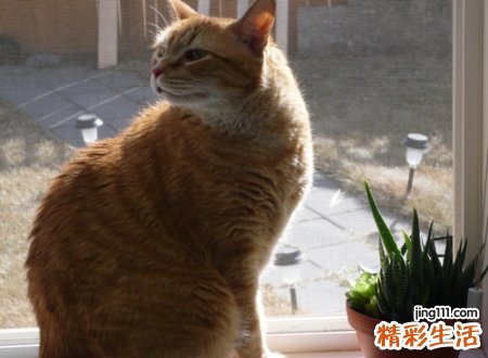 半夜猫叫有预兆真的吗