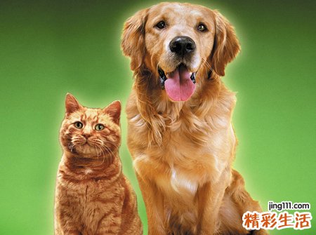 梦见被狗咬腿好不好，做梦梦到别人家的狗咬我腿