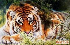 梦虎十年旺,碰虎十年衰是什么意思