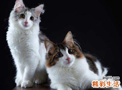 梦见好多猫是什么意思，女人梦见一群猫