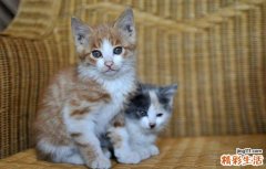 不小心压死一只小猫如何化解？猫猫被压死怎么办？