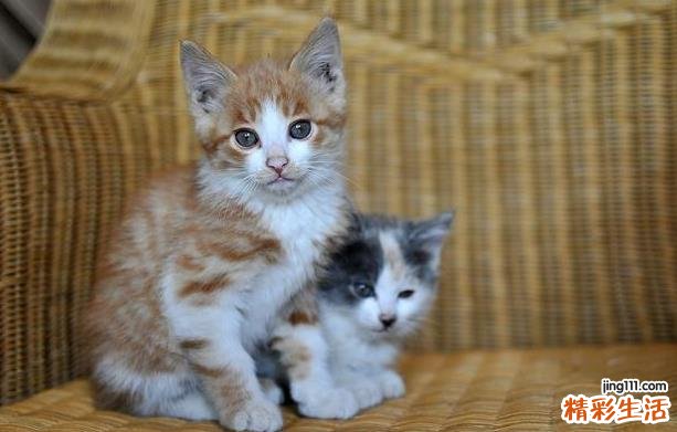 不小心压死一只小猫如何化解？猫猫被压死怎么办？