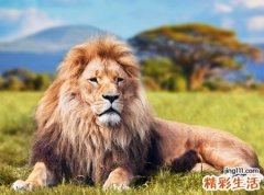 梦见被狮子追有什么预兆，做梦梦到被狮子追到处躲藏