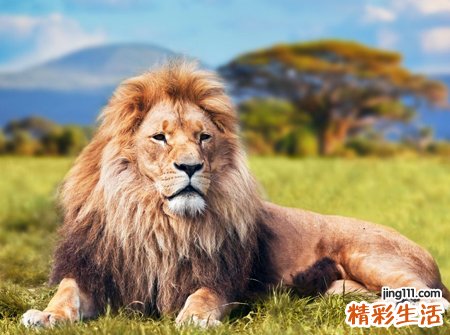 梦见被狮子追有什么预兆，做梦梦到被狮子追到处躲藏