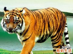 梦见老虎是什么意思，女人梦见老虎是好是坏