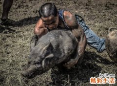 梦见自己杀猪有什么预兆，做梦梦到杀猪鲜血直流