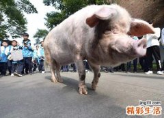 梦见别人杀猪是什么意思，做梦梦到杀猪鲜血直流