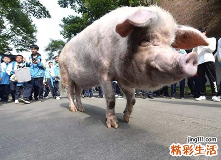 梦见别人杀猪是什么意思，做梦梦到杀猪鲜血直流