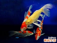 孕妇梦见好多鱼好不好，孕妇梦到好多鱼在水里