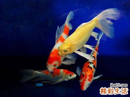 孕妇梦见好多鱼好不好，孕妇梦到好多鱼在水里