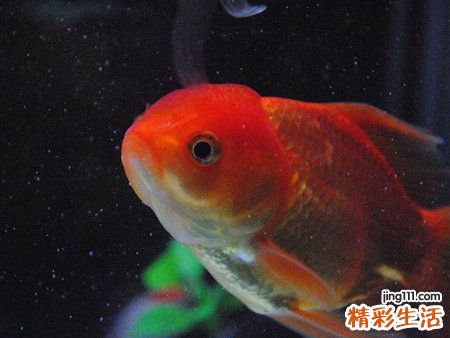梦见别人买鱼是什么意思，做梦梦到别人买活鱼