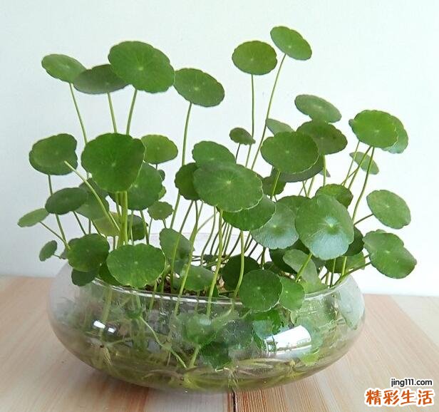 铜钱草什么属相不能养 铜钱草的寓意和风水