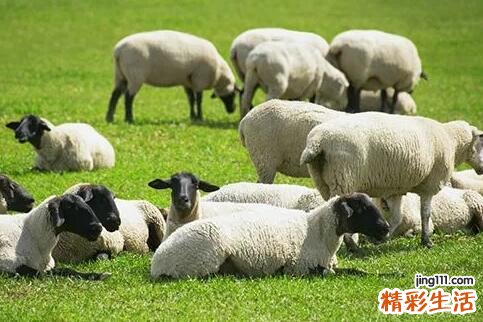 67年属羊人2022年运势 67年属羊人命运详解