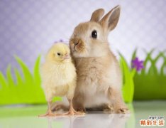 87兔和93年鸡的姻缘如何 87兔和93年鸡真不能在一起吗