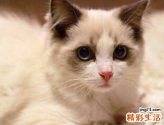 梦见被猫咬预示什么，做梦梦到被猫咬住手不放