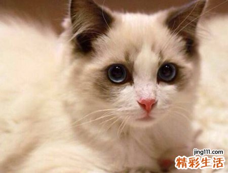 梦见被猫咬预示什么，做梦梦到被猫咬住手不放
