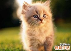 梦见被猫追是什么意思，做梦梦到猫一直追我甩不掉